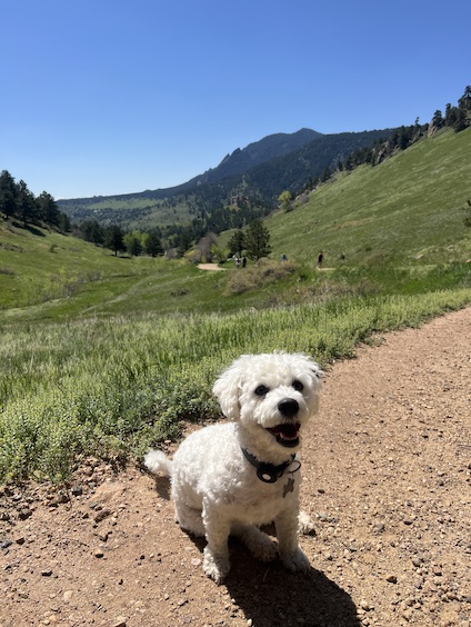 Dog running erratically